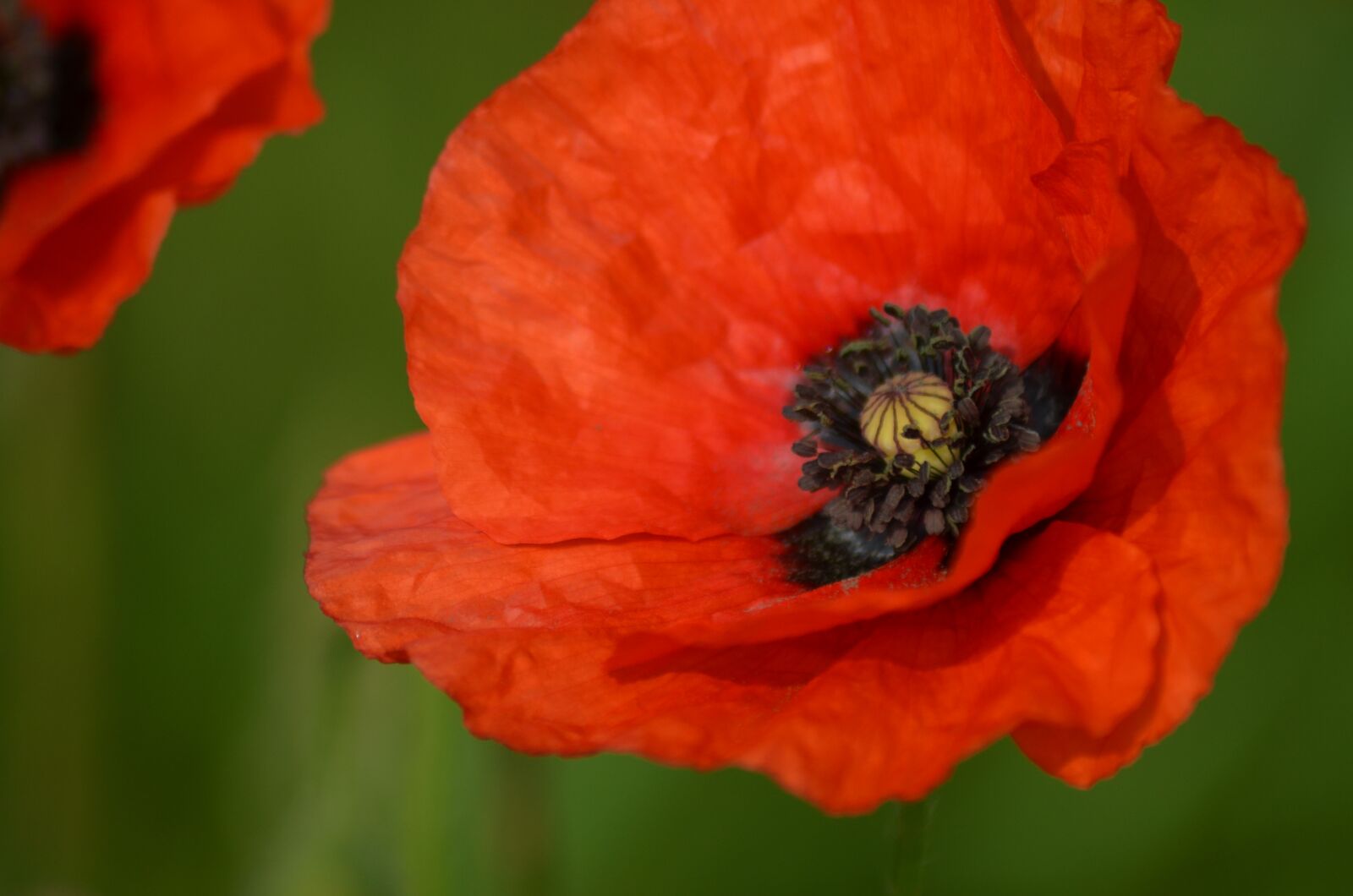 Nikon D5100 sample photo. Poppy, field of poppies photography