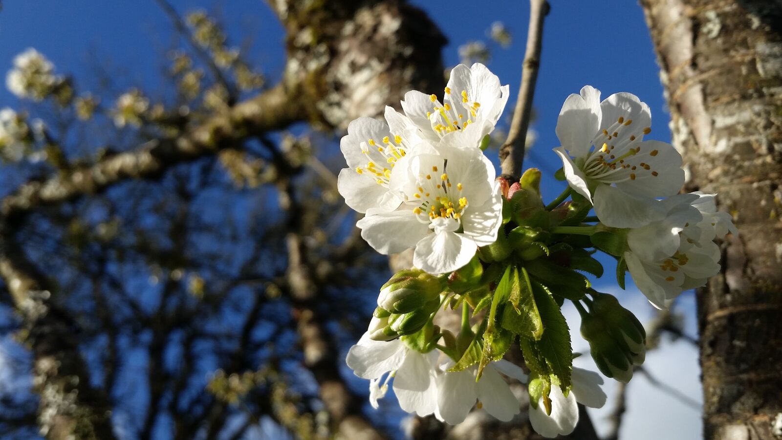 Samsung Galaxy S5 sample photo. Tree, branch, flower photography