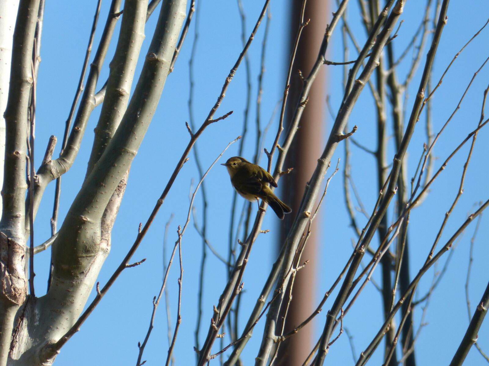 Panasonic DMC-FZ62 sample photo. Bird, ave, phylloscopus collybita photography