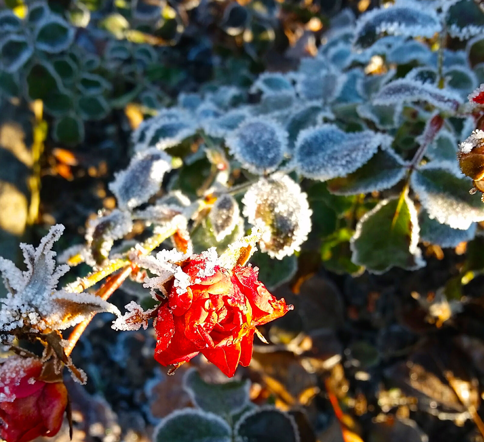 Samsung Galaxy S5 sample photo. Ice, crystal, rose, winter photography