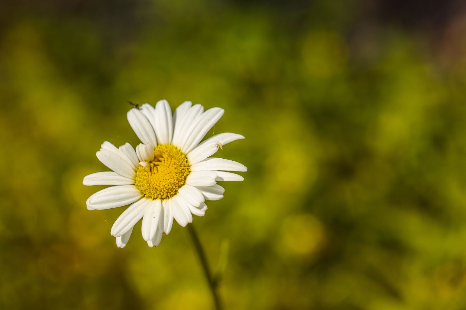 Canon EOS R + Canon EF 100mm F2.8L Macro IS USM sample photo. Daisy, flower, nature photography