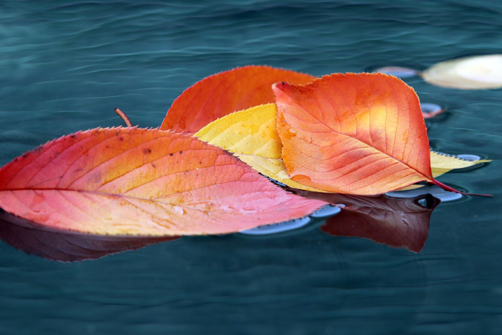 Canon EF 70-200mm F2.8L USM sample photo. Autumn leaves, maple, autumn photography