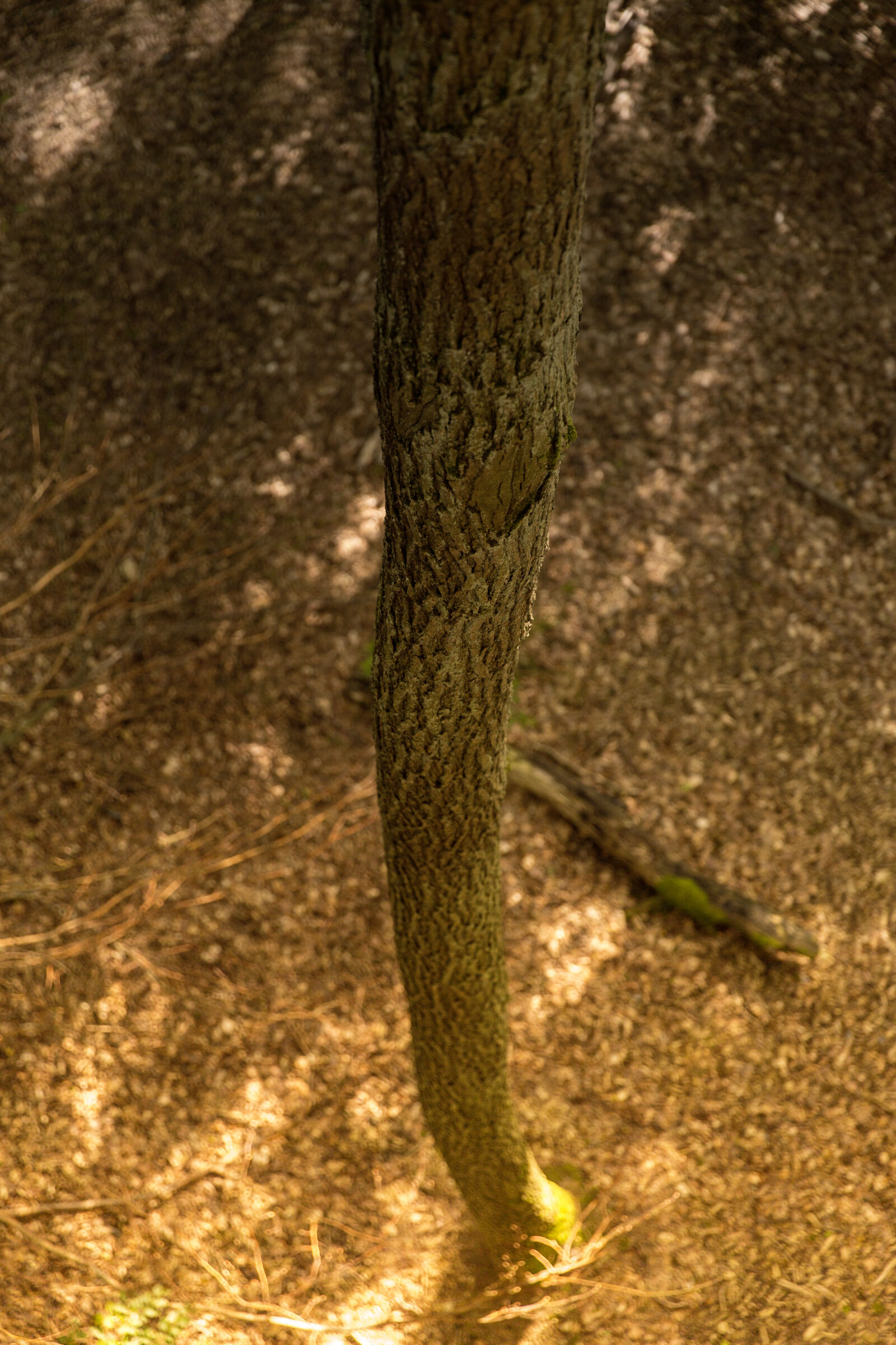 Canon EF 24-70mm F2.8L II USM sample photo