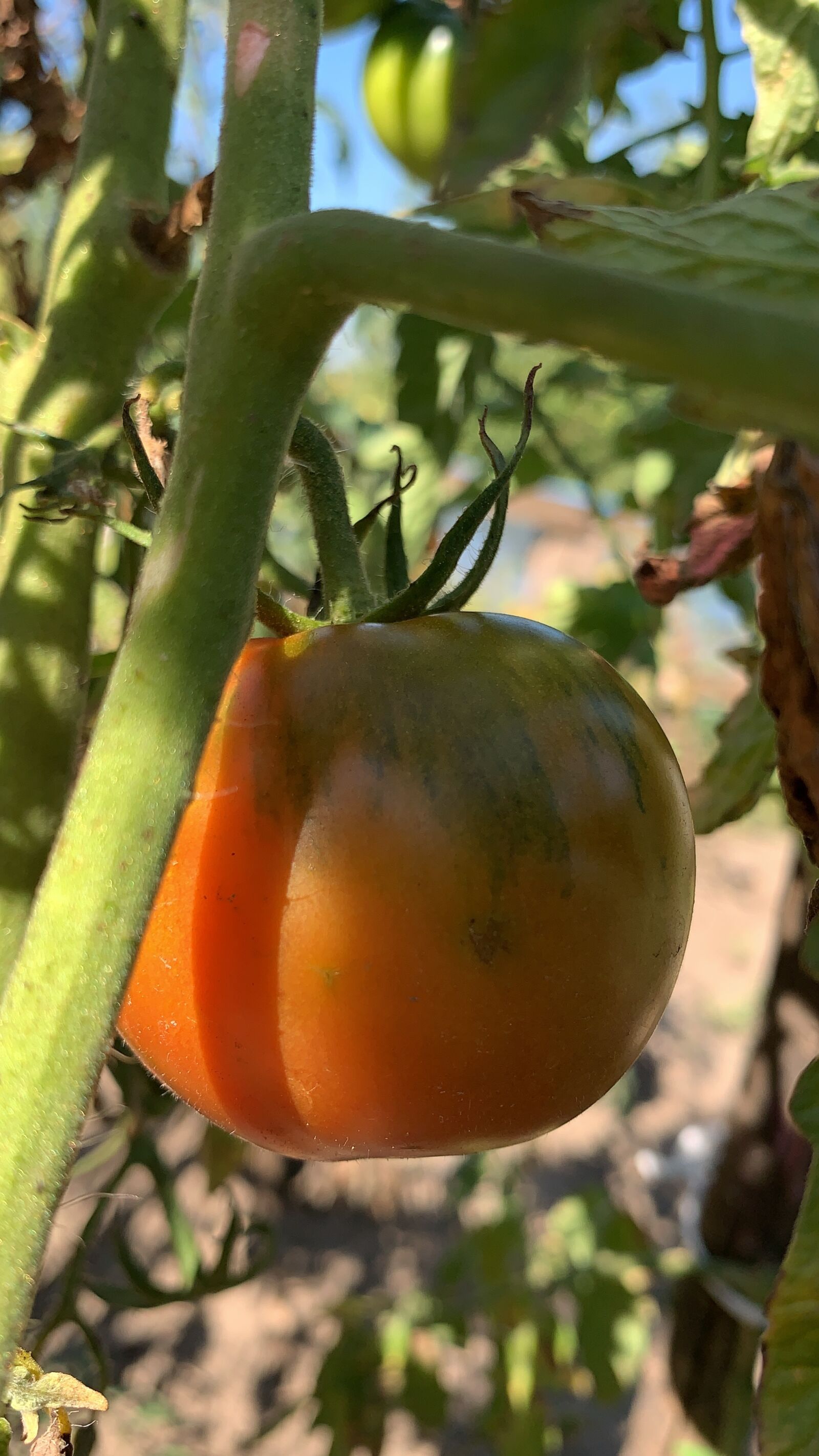 iPhone XR back camera 4.25mm f/1.8 sample photo. Vegetable garden, tomatoes, vegetables photography