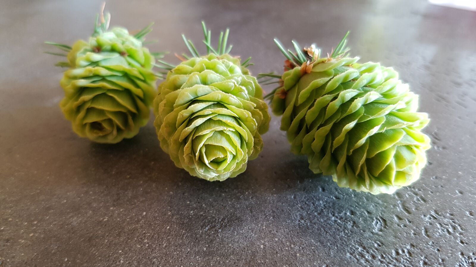 Samsung Galaxy S7 sample photo. Pine cones, tap, conifer photography