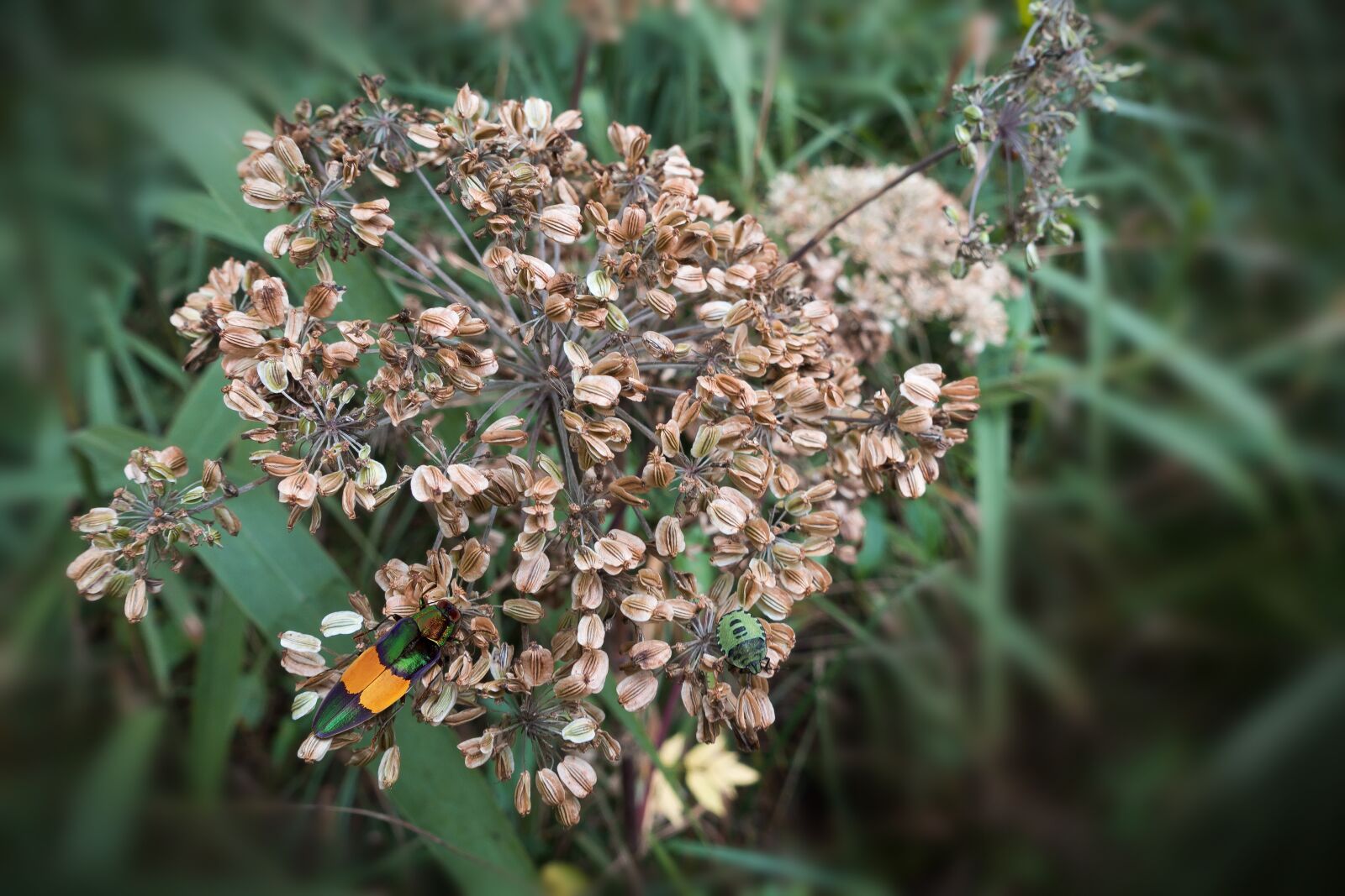 Sony Cyber-shot DSC-RX100 III sample photo. Umbel, seeds, autumn photography