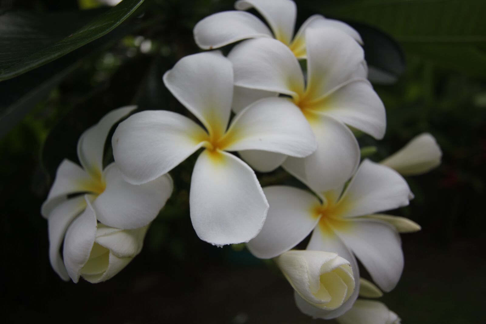 Canon EOS 550D (EOS Rebel T2i / EOS Kiss X4) sample photo. Flower, phuket, thailand photography