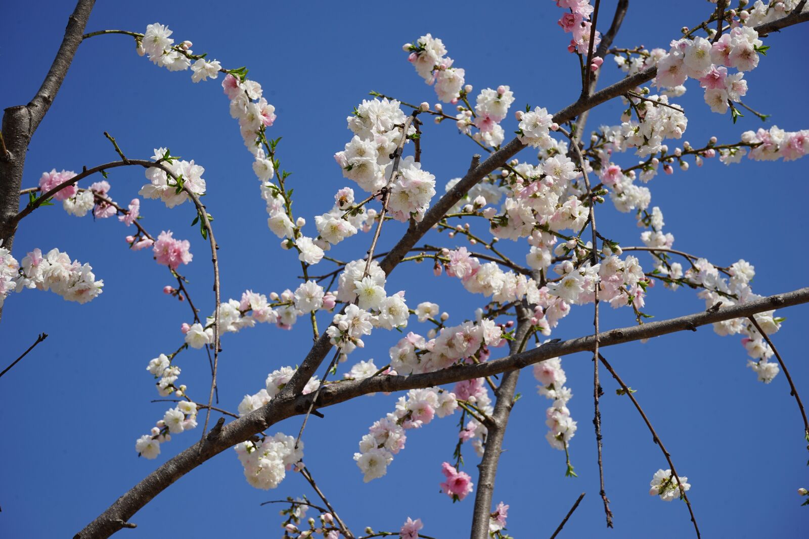 Sony a7 II + Sony FE 28-70mm F3.5-5.6 OSS sample photo. Spring, peach flowers, copy photography
