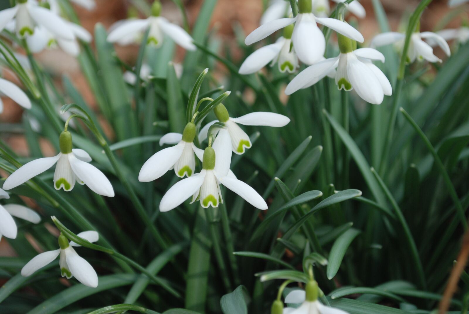 Nikon D60 sample photo. Flower, nature, plant photography