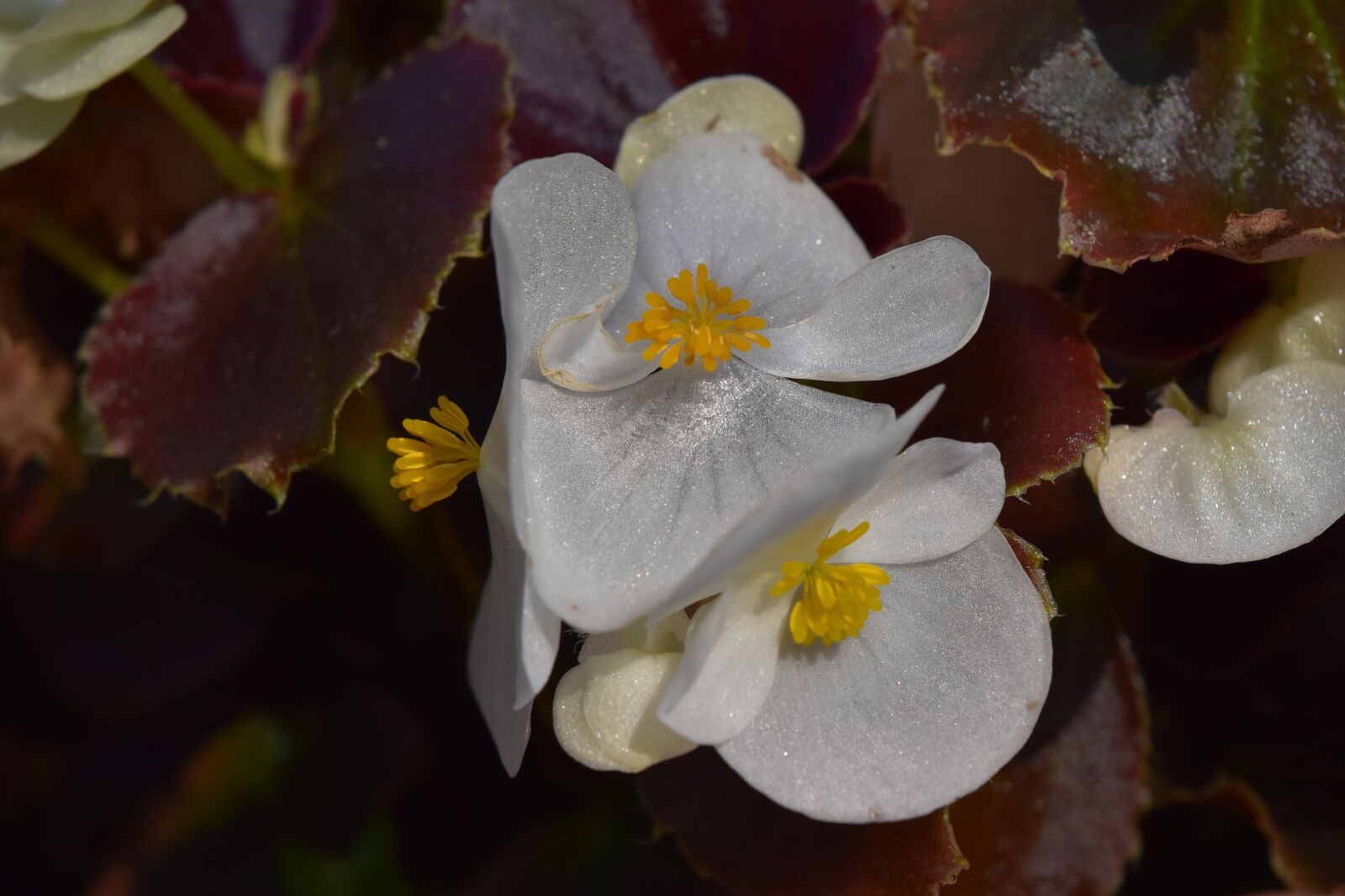 Nikon D5500 sample photo. Begonia, begonias, flower photography
