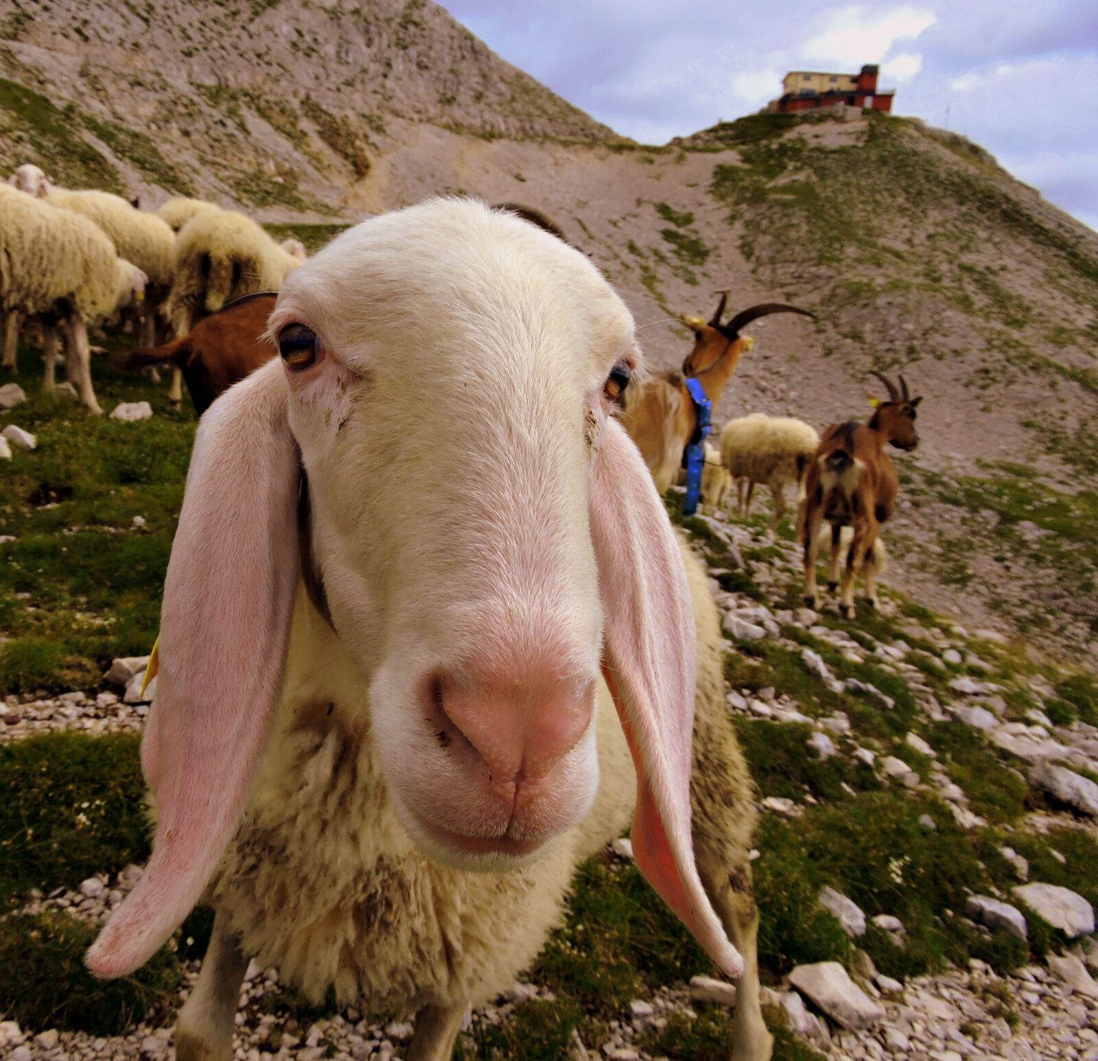 Nikon Coolpix P600 sample photo. Sheep, flock, animal photography