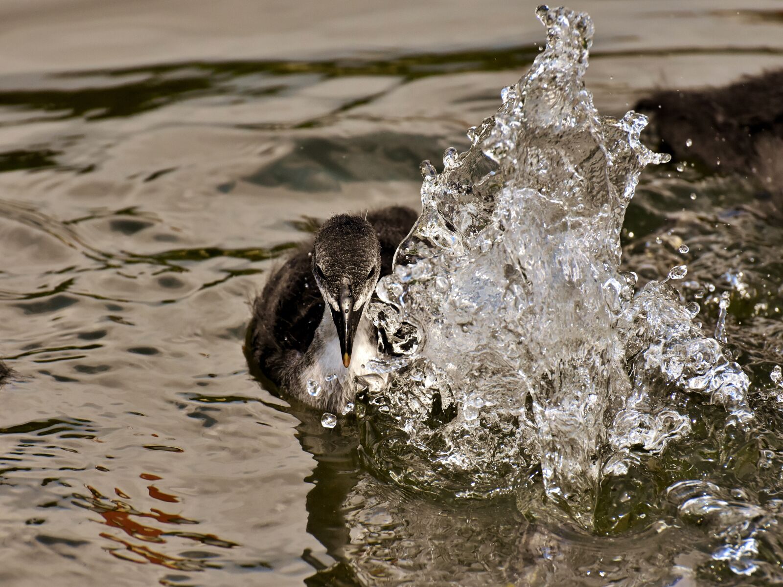Nikon D7200 sample photo. Coots, chicks, paddling photography