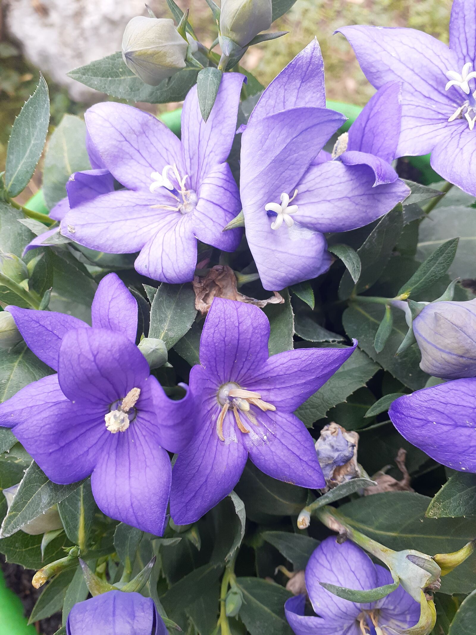 Samsung Galaxy A20 sample photo. Purple, flowers, nature photography