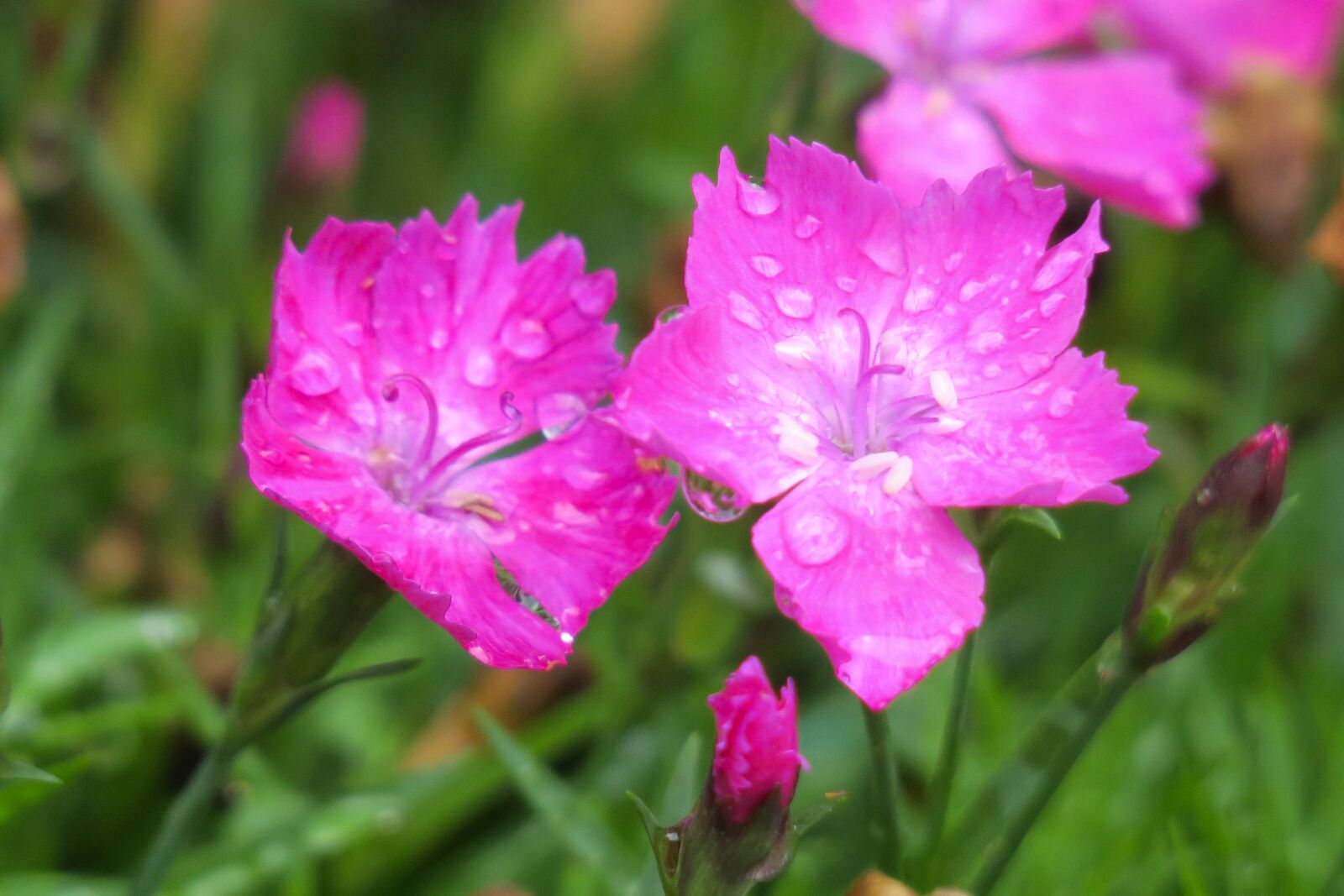 Canon PowerShot G3 X sample photo. Dianthus flowers, nature, plant photography