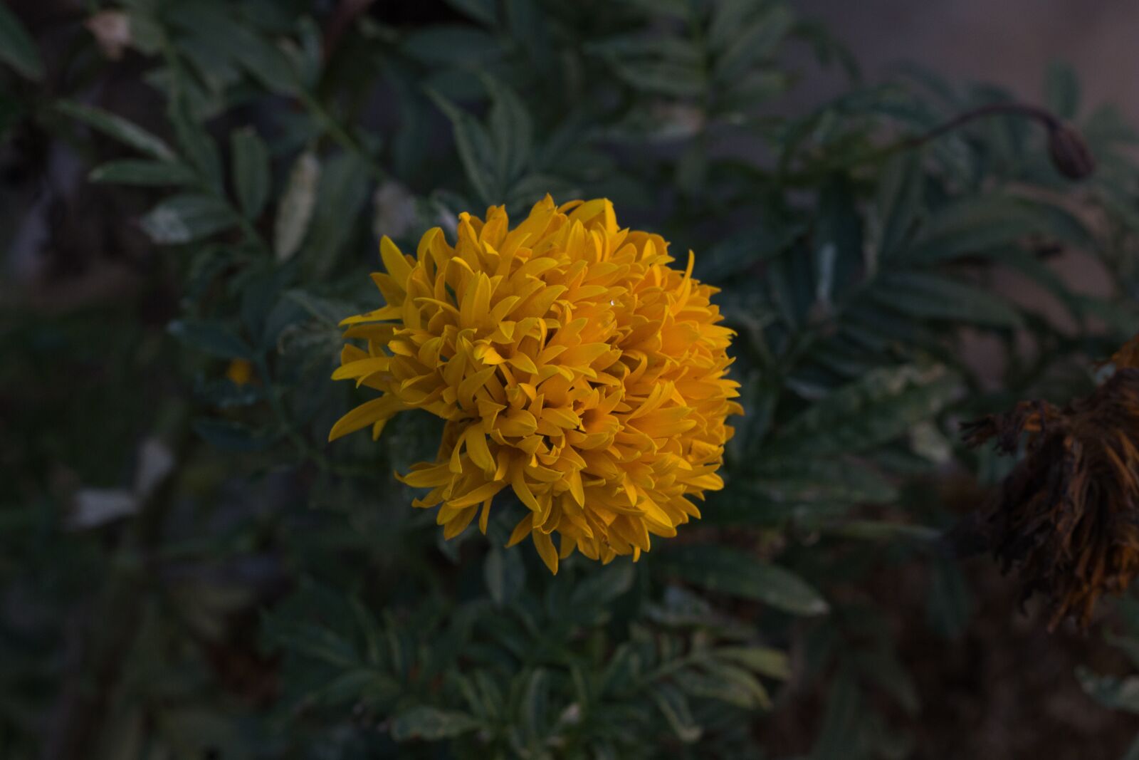 Canon EOS 700D (EOS Rebel T5i / EOS Kiss X7i) + Canon EF 50mm F1.8 STM sample photo. Marigold, flowers, marigold flower photography