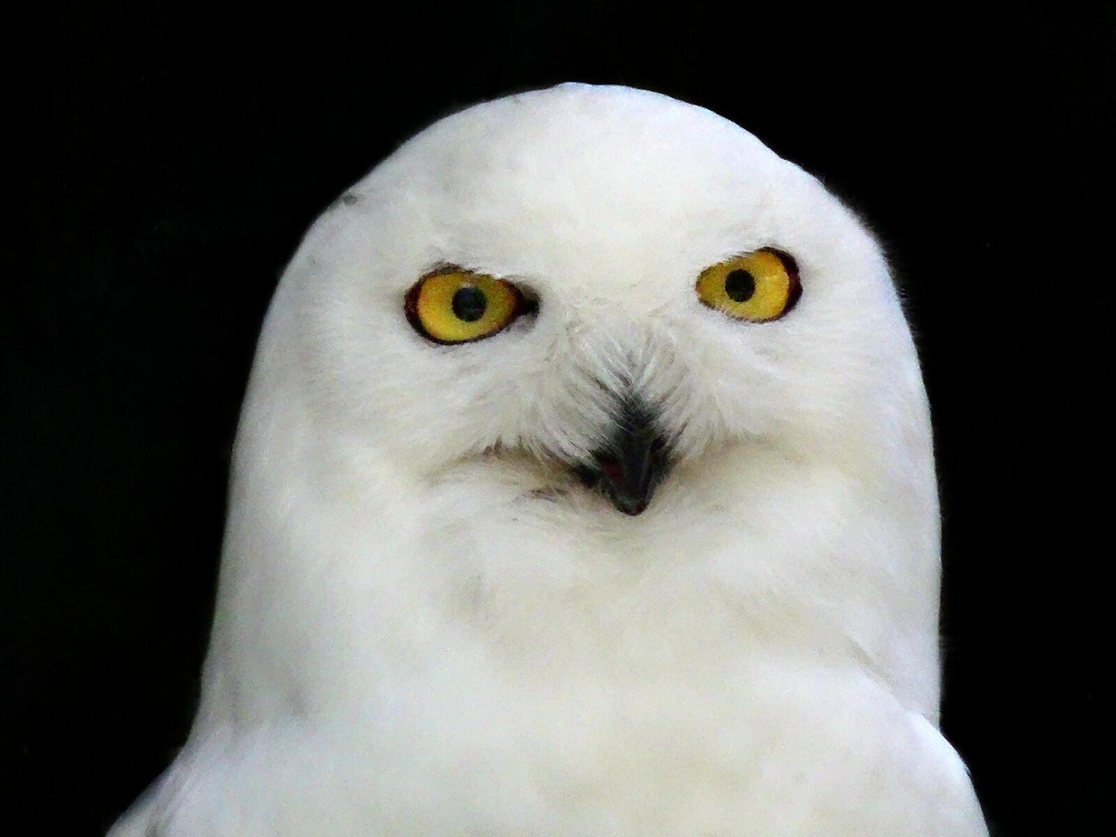Sony DSC-HX50 sample photo. Snowy owl, owl, head photography