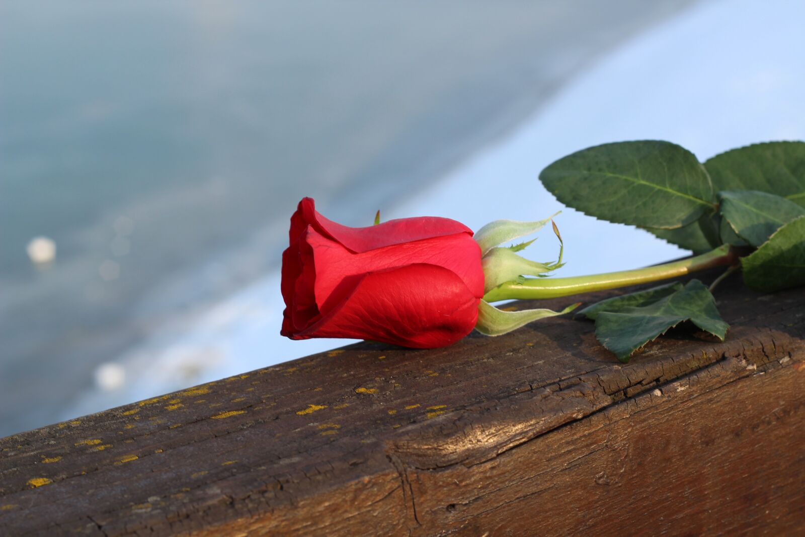 Canon EOS 600D (Rebel EOS T3i / EOS Kiss X5) + Canon EF 50mm F1.8 II sample photo. Red rose on bridge photography