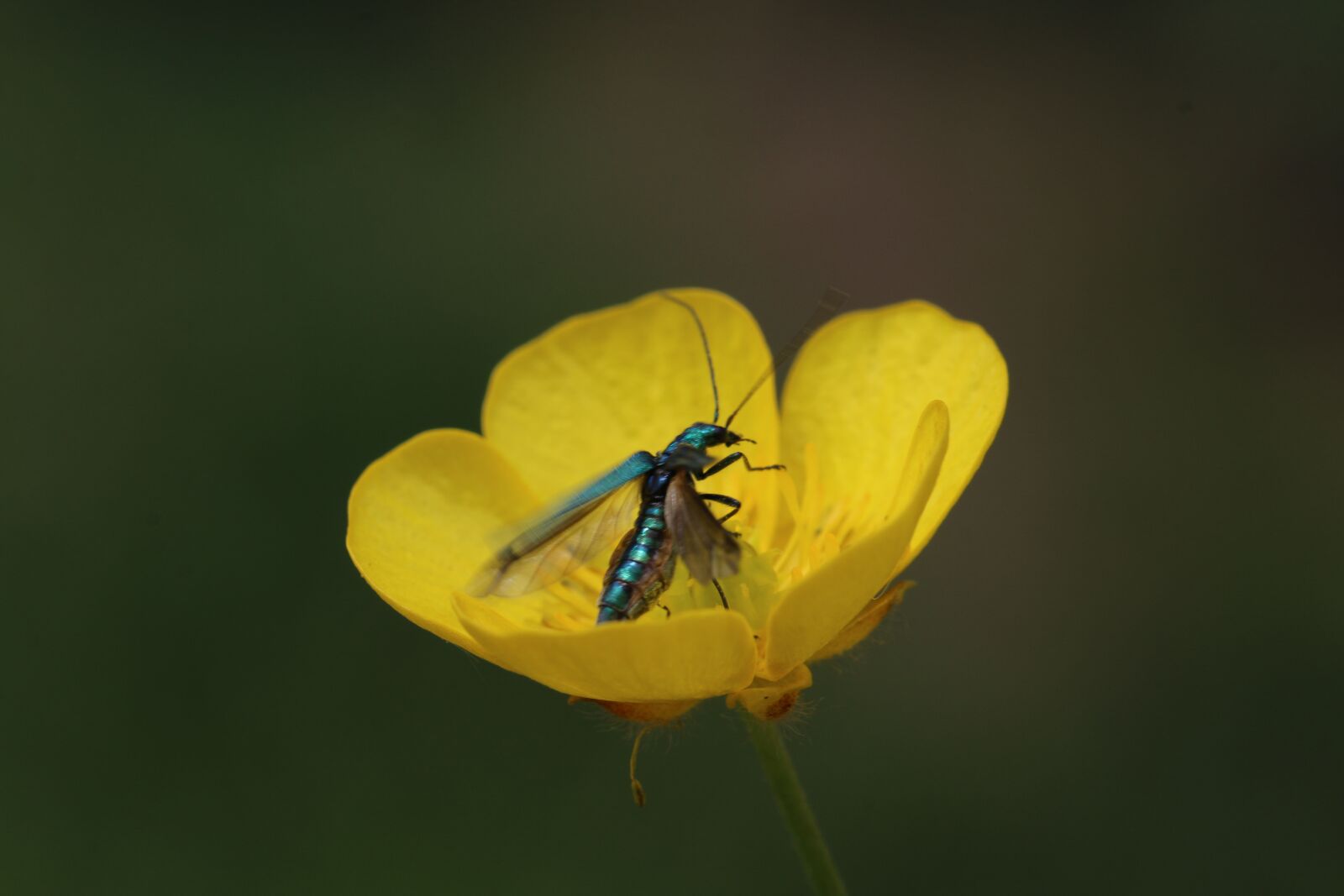 Canon EOS 70D + Canon EF 100mm F2.8L Macro IS USM sample photo. Buttercup, insect, nature photography