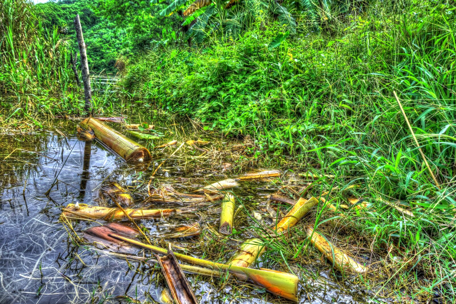 Sony a6000 sample photo. Grass, banana tree parts photography