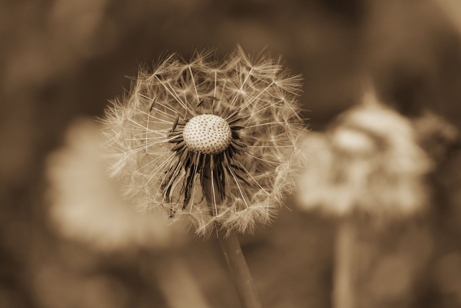 Canon EOS 200D (EOS Rebel SL2 / EOS Kiss X9) sample photo. Dandelion, close up, sepia photography
