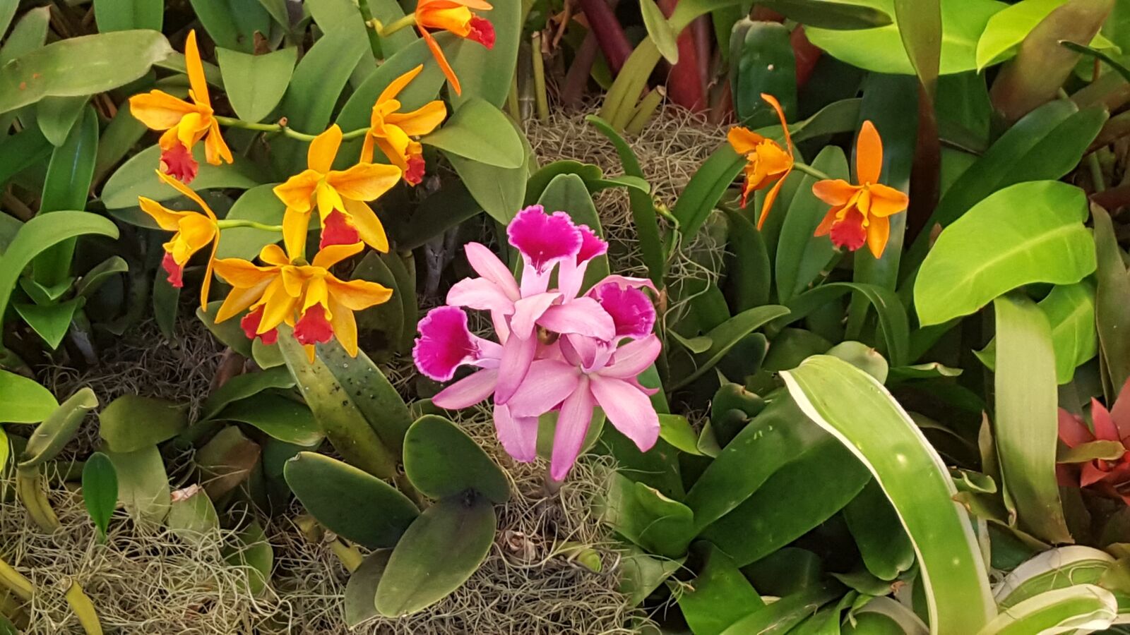 Samsung Galaxy S6 sample photo. Orchids, flower, botanical garden photography
