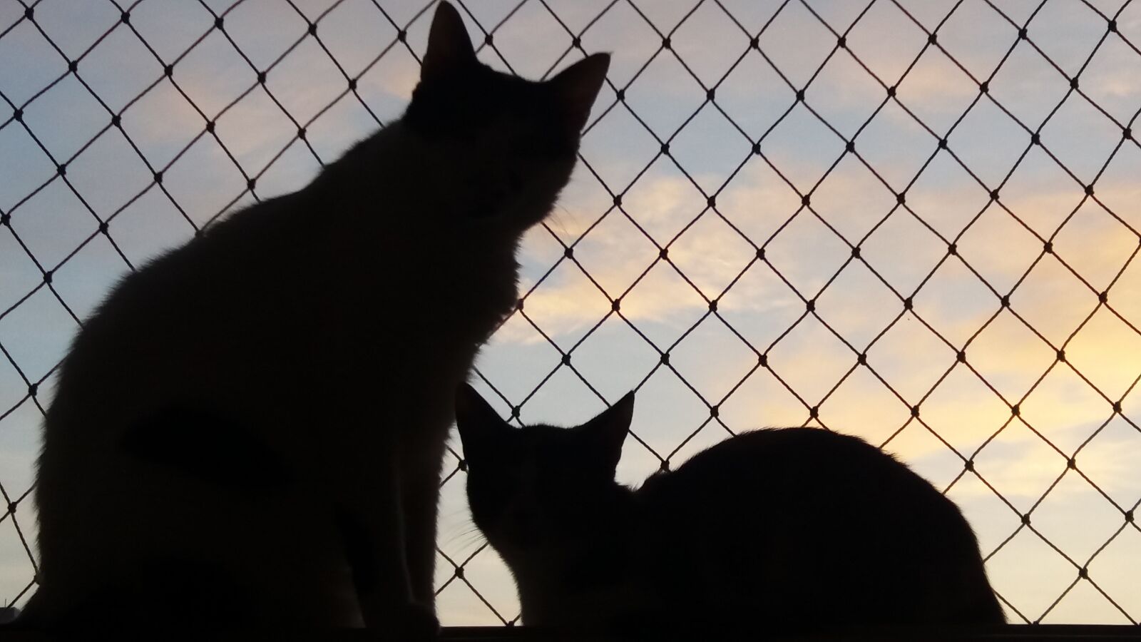 Samsung Galaxy J5 sample photo. Cats, window, silhouette photography