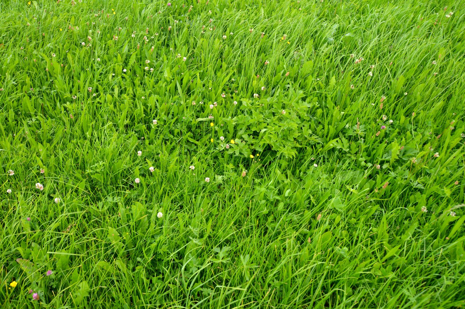 Nikon D3200 sample photo. Just a meadow, wildflowers photography