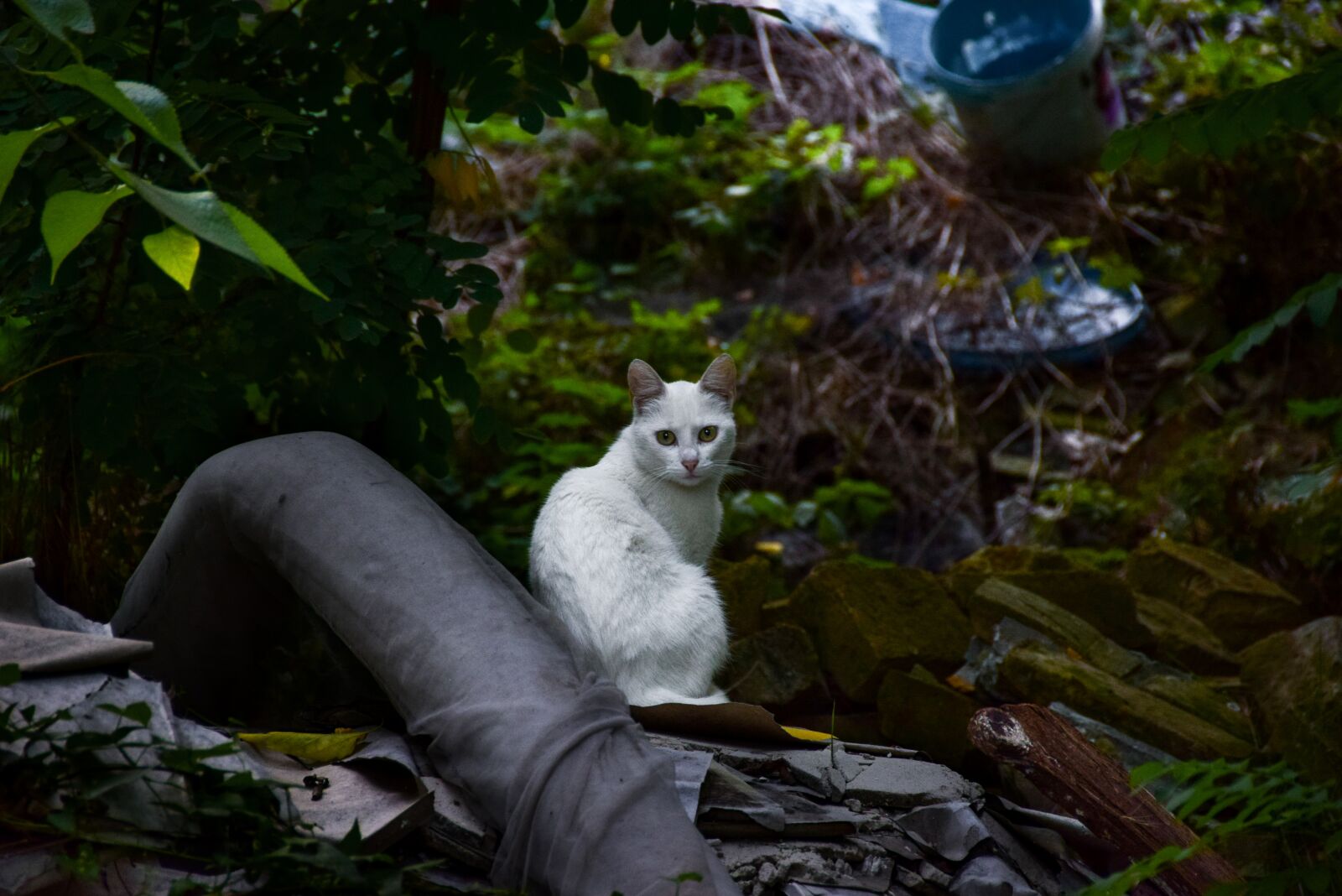 Nikon D3300 sample photo. Outside, green, plant photography