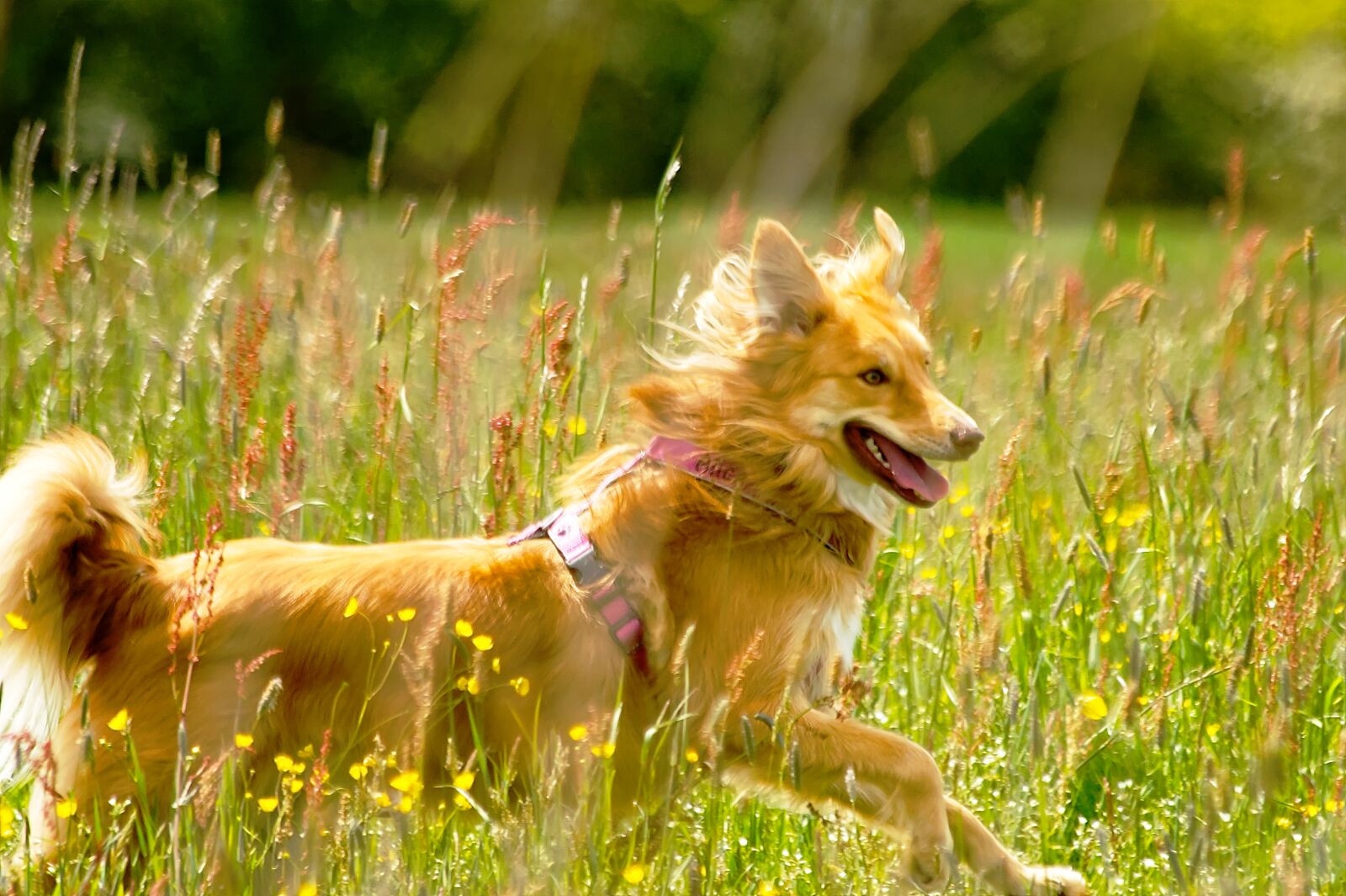 Canon EF 70-300mm F4-5.6 IS USM sample photo. Dog, meadow, animal photography