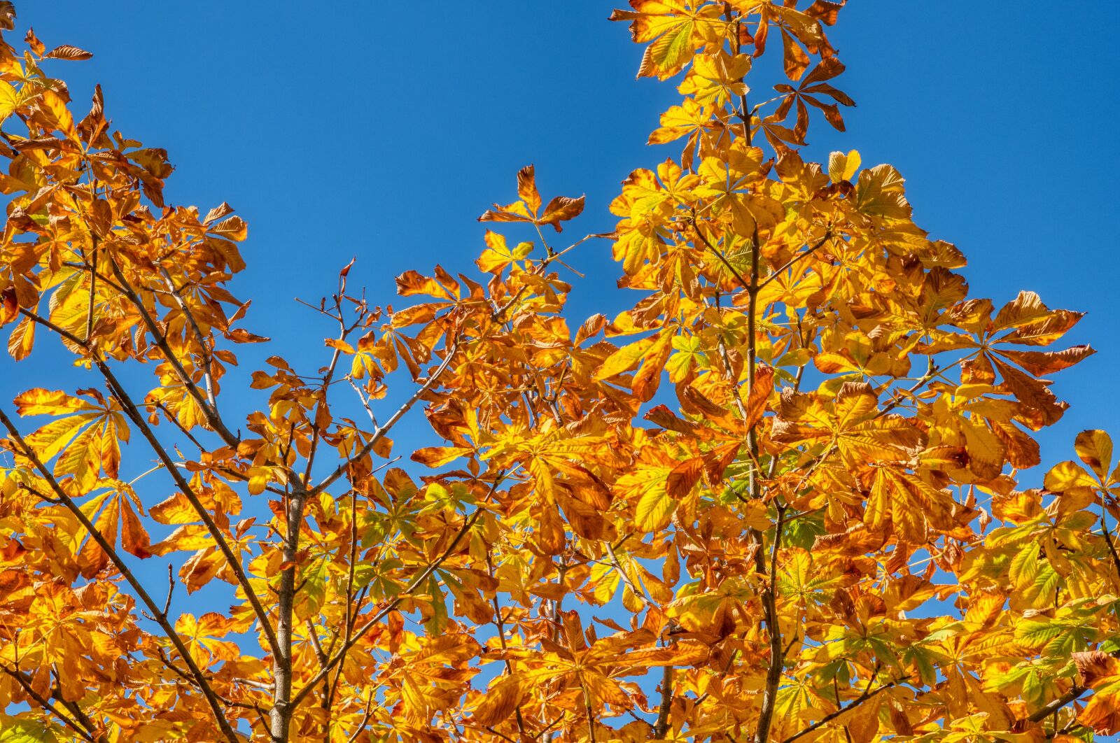Nikon D750 sample photo. Chestnut tree, autumn, leaves photography