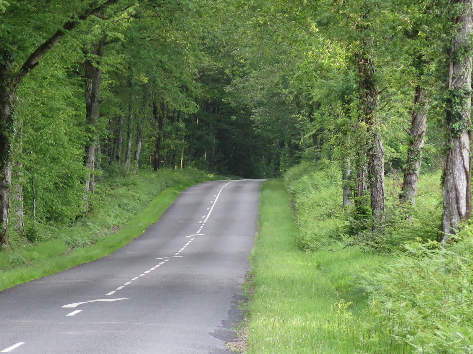 Canon PowerShot G16 sample photo. Road, forest, based photography