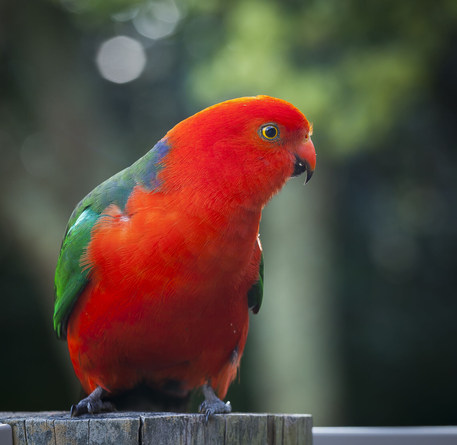 Canon EF 70-200mm F4L USM sample photo. Nature, bird, australia, king photography
