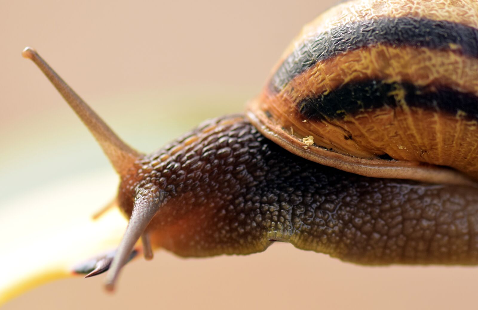 Nikon D3300 sample photo. Snail, shell, close up photography