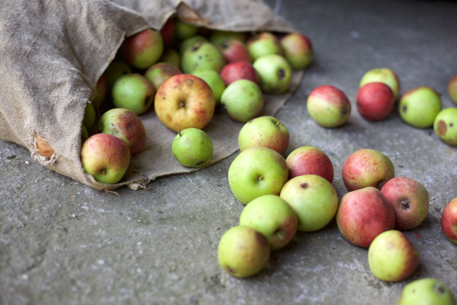 Canon EOS 5D Mark II sample photo. Apple, harvest, bio photography