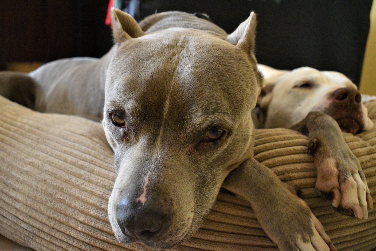 Nikon D3500 sample photo. Pit bull, terrier, resting photography