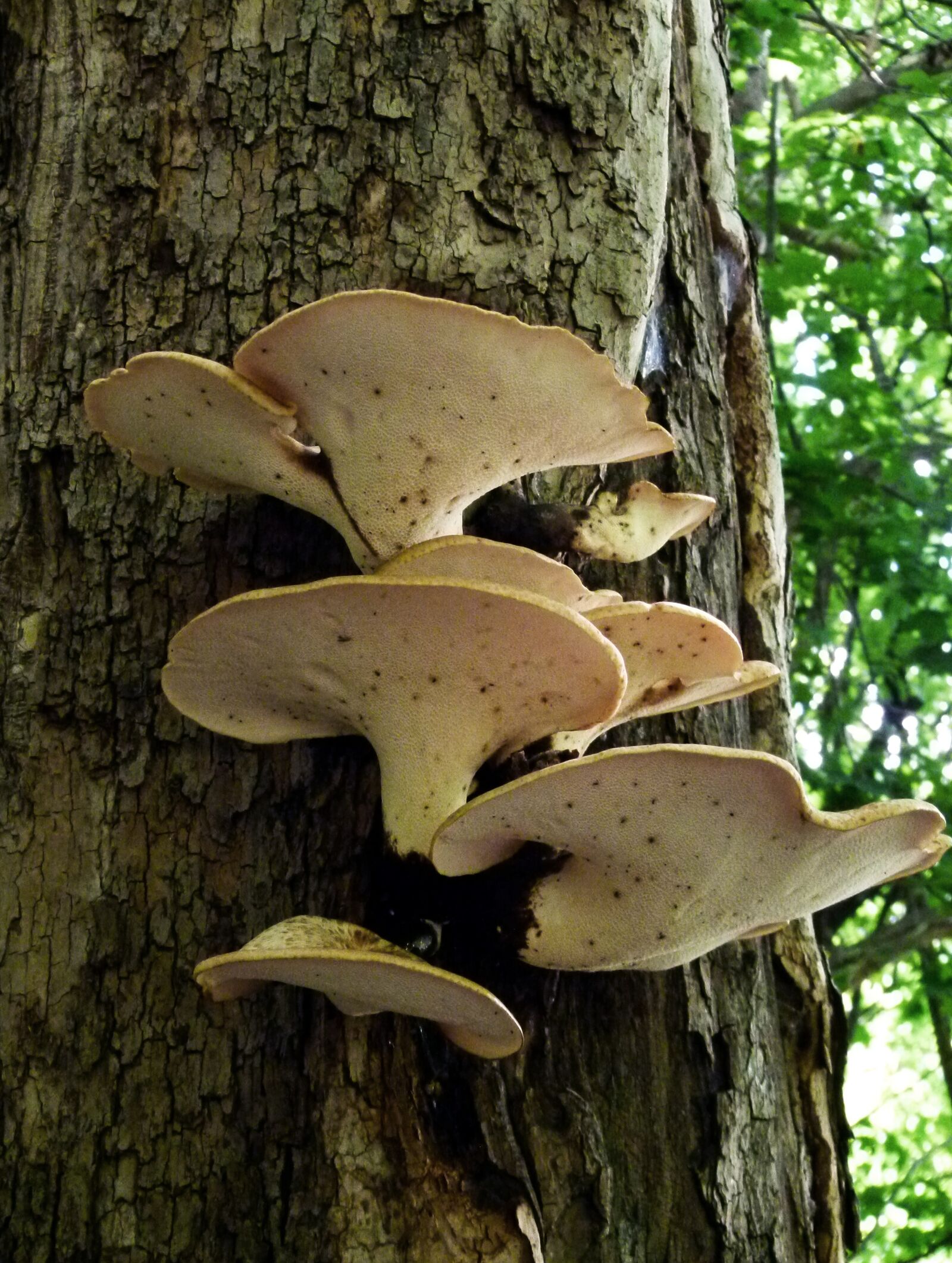 Panasonic Lumix DMC-FZ100 sample photo. Mushroom, bracket fungus, fungus photography