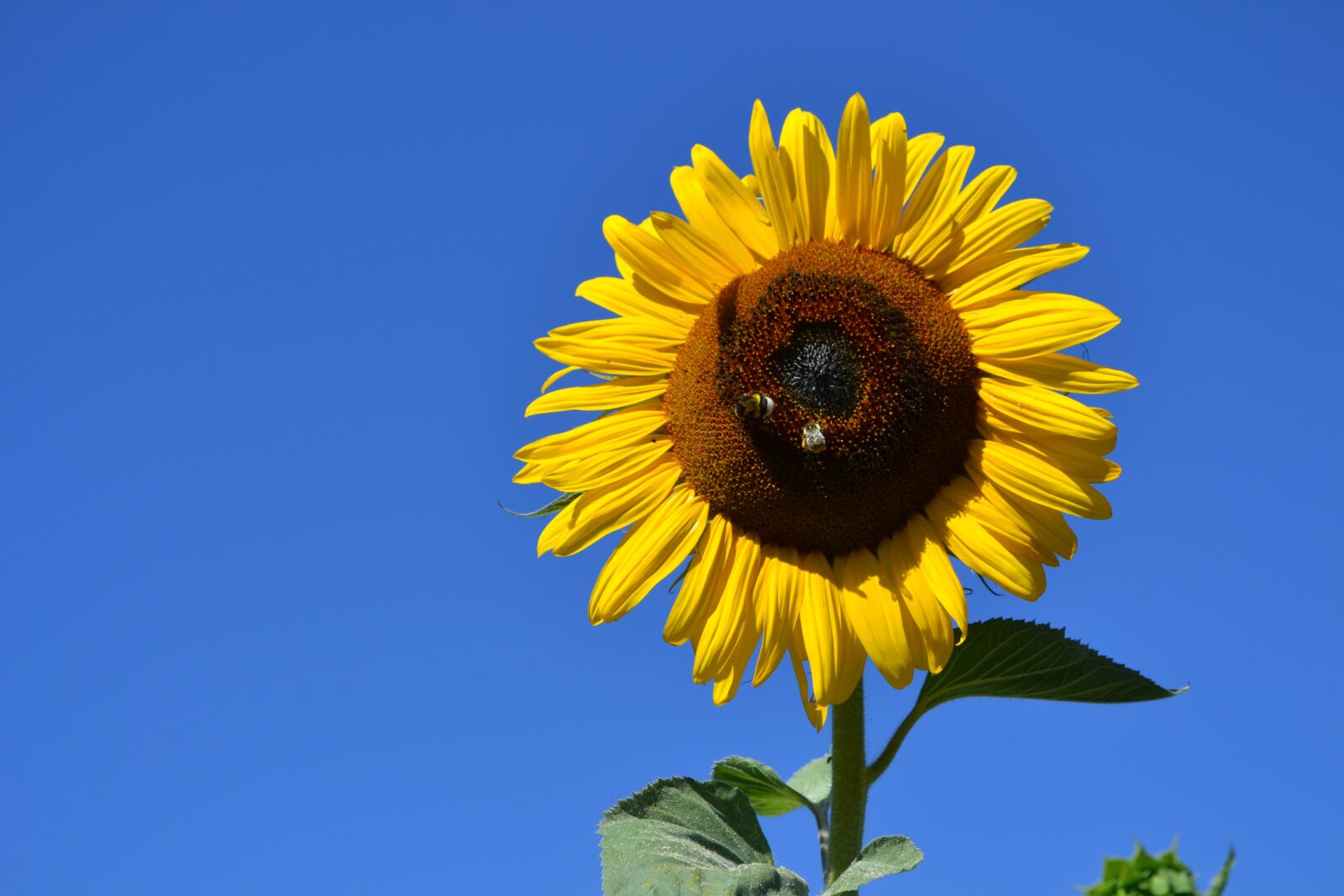 Nikon D3100 sample photo. Sunflower, sun, flower photography