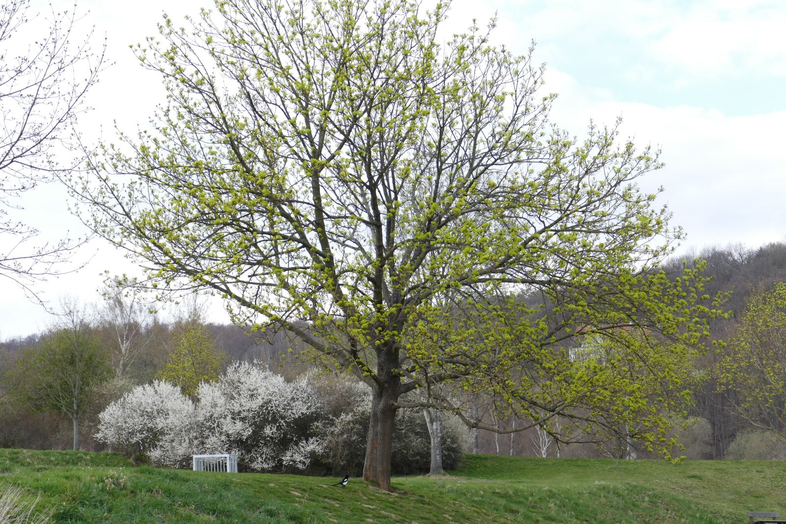 Panasonic Lumix DMC-FZ1000 sample photo. Tree, lake, landscape photography