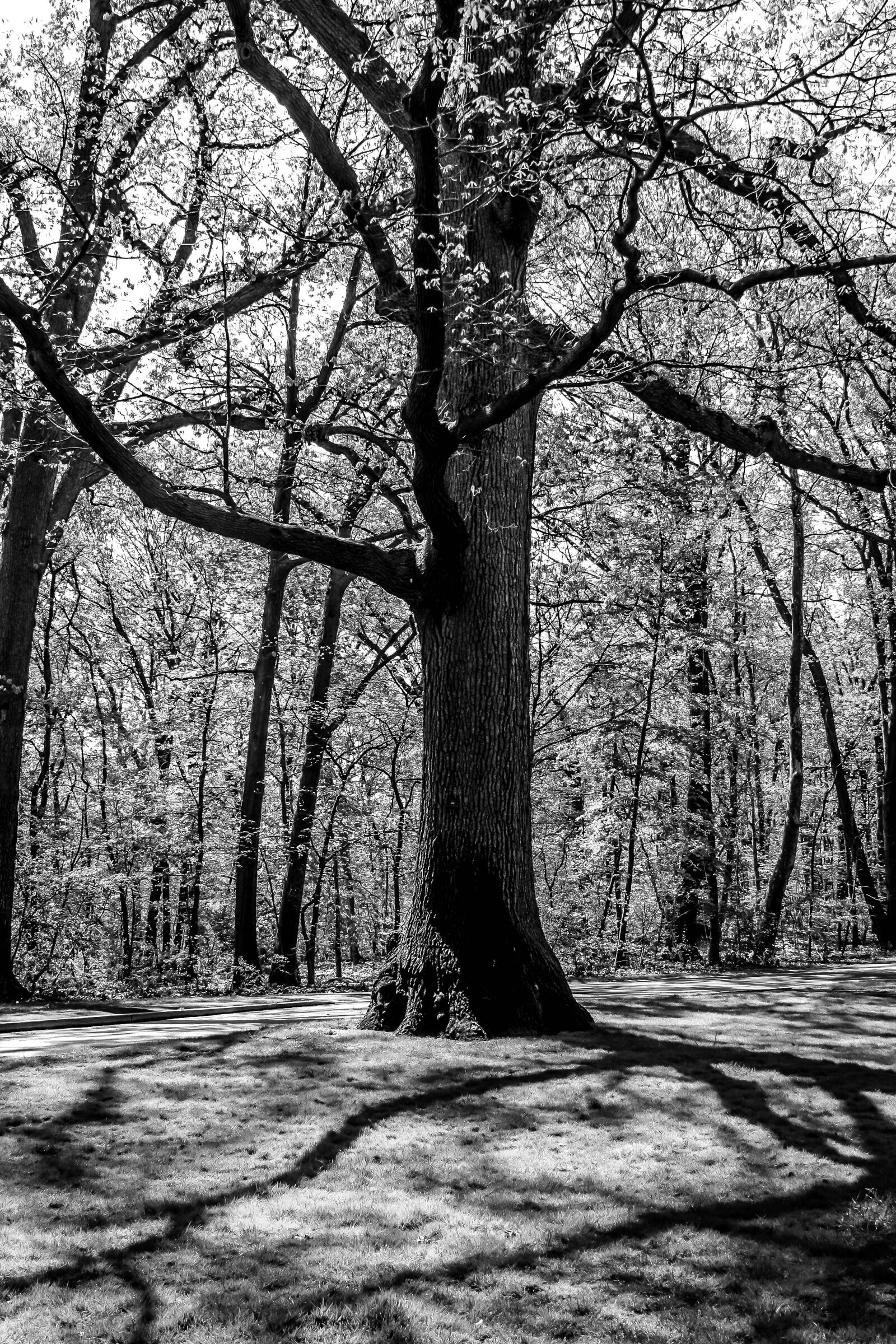 Canon EOS 1000D (EOS Digital Rebel XS / EOS Kiss F) sample photo. B, w, branches, nature photography