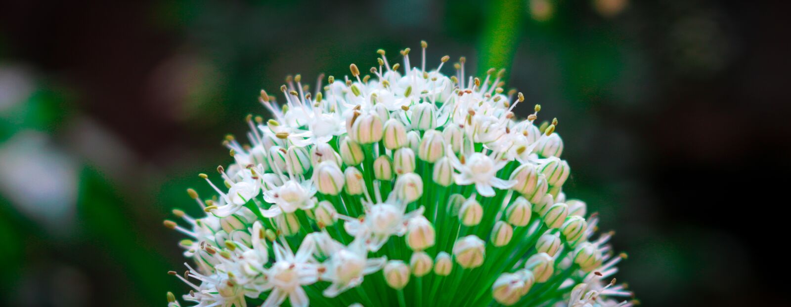 Canon EOS 750D (EOS Rebel T6i / EOS Kiss X8i) sample photo. Nature, flora, flower photography