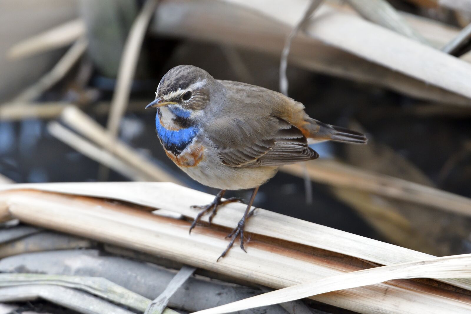 Nikon D500 sample photo. Bird, natural, wild animals photography