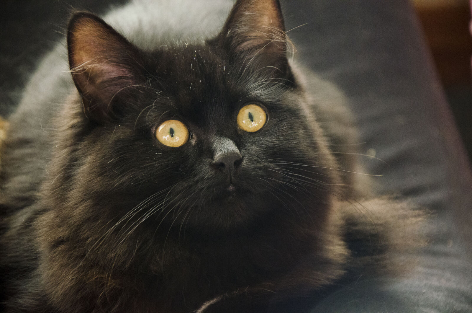 Nikon D7000 sample photo. Cat, cute photography