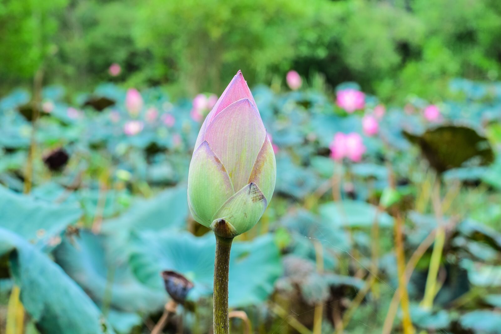 Nikon D5300 sample photo. Lotus, flowers, nature photography