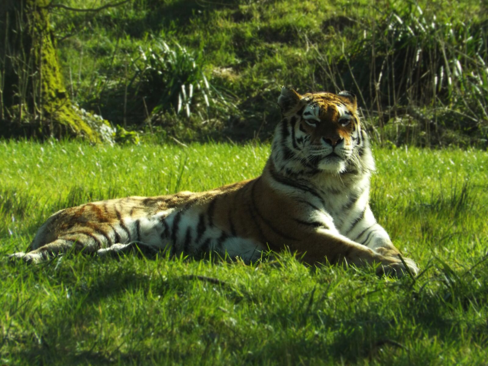 Fujifilm FinePix S6800 sample photo. Tiger, big cat, animal photography