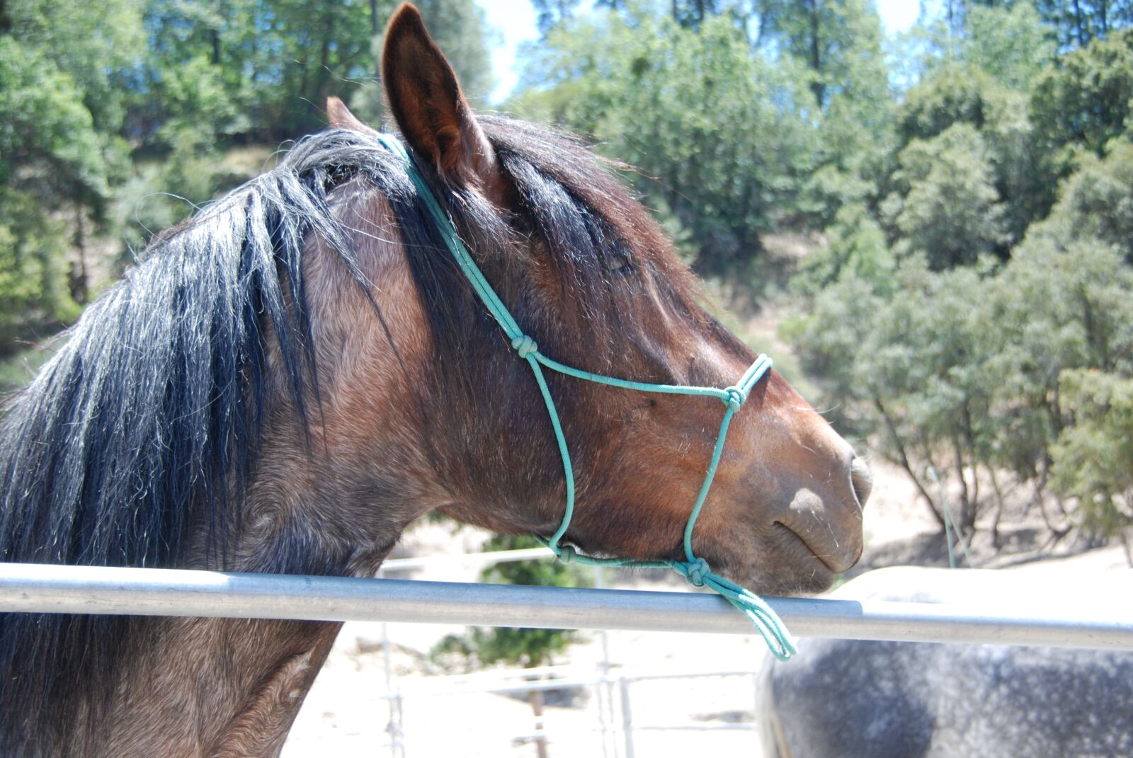 Nikon D60 sample photo. Horse, mane, profile photography