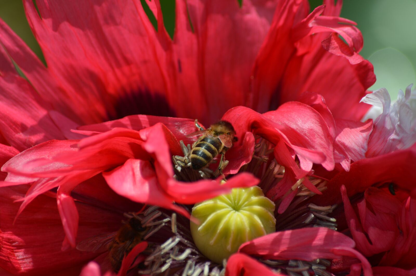 Nikon D3200 sample photo. Bee, flower, insect photography