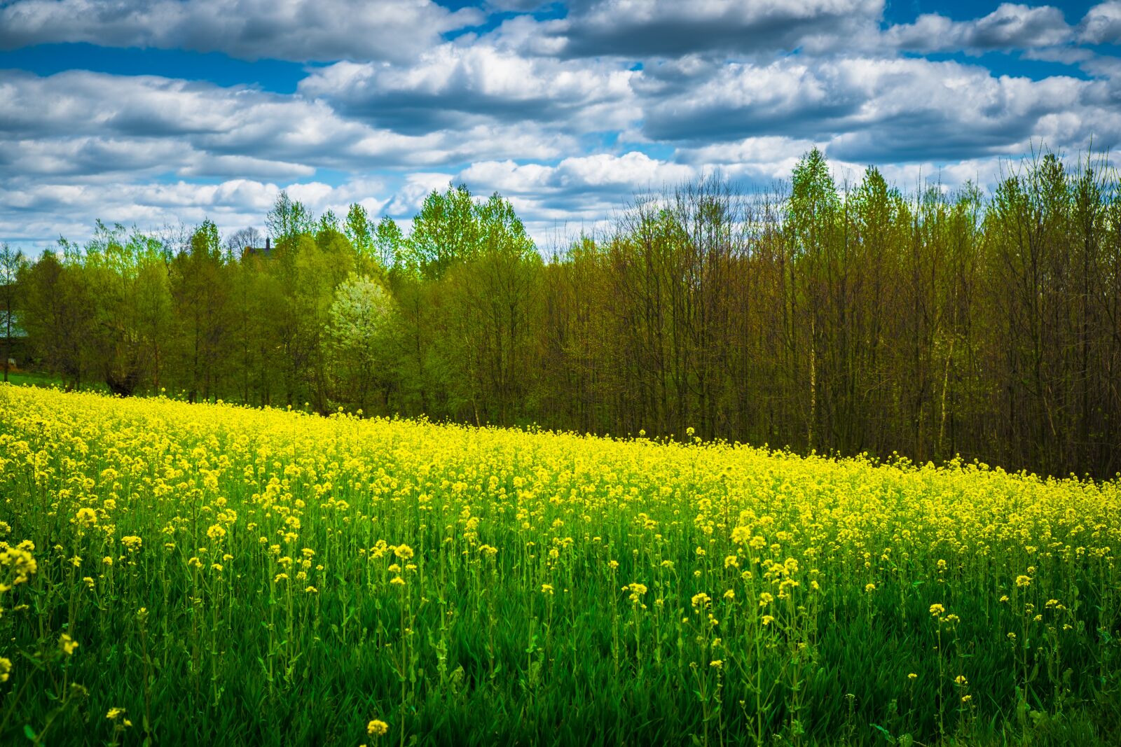 Fujifilm X-T10 sample photo. Flower, rapeseed, field photography