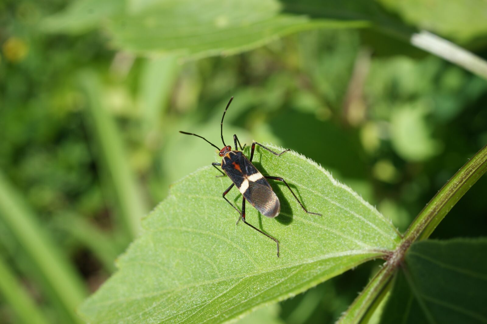 Sony Alpha DSLR-A390 sample photo. Insects, nature, finlandia photography