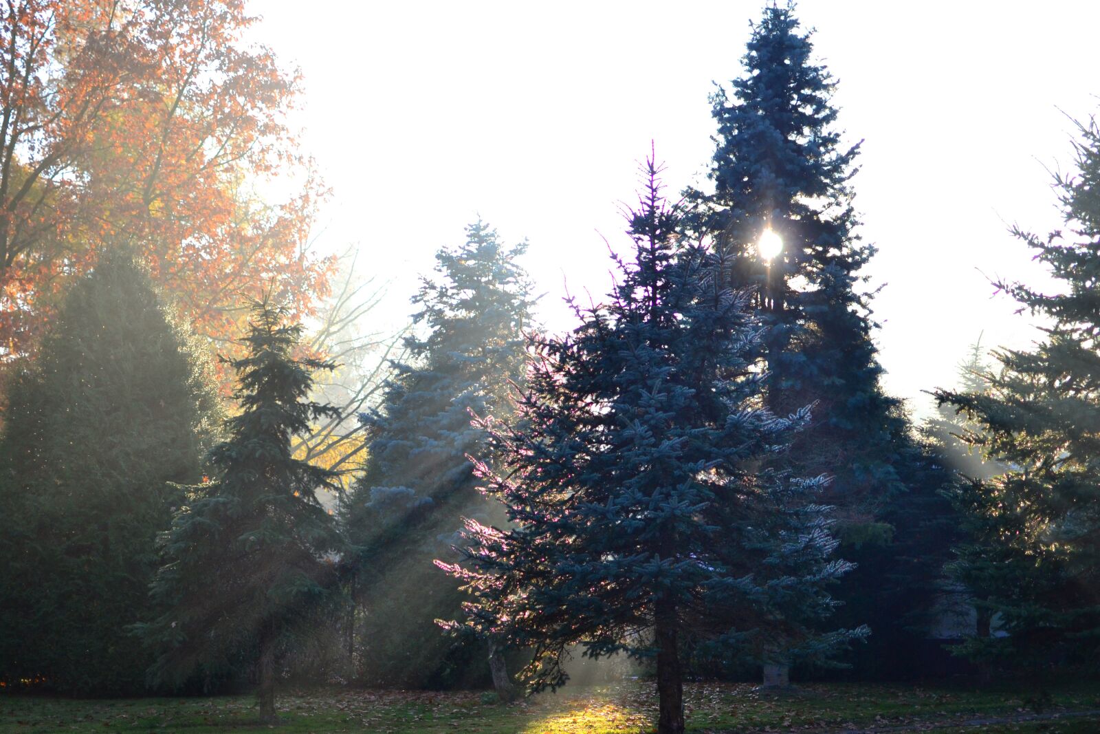 Nikon D3100 sample photo. Impression, the sun, autumn photography