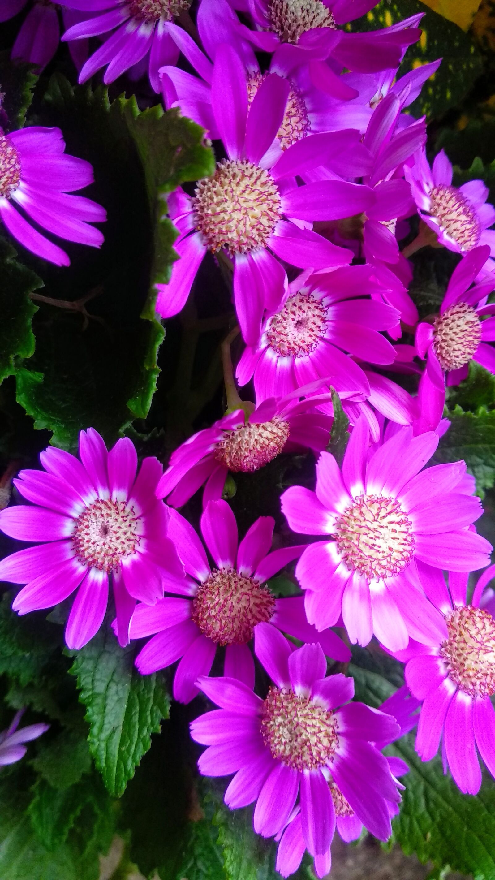 Xiaomi Mi A1 sample photo. Purple, banquet, bloom photography